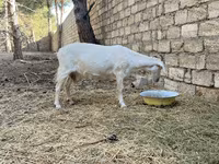 عنزة, Saanen goat — الصورة 5