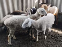 Oveja, Ovejas — foto 1