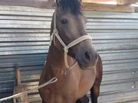 Caballo, Kazakh horse — foto 8