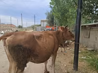 ثور, الماشية — الصورة 3