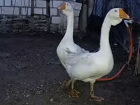 Geese — 5-rasm