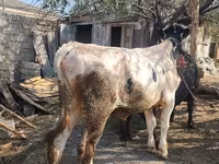 सांड, मवेशी — फ़ोटो 3