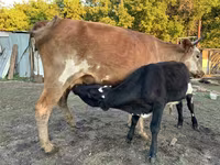 Kuh, Latvian Blue cattle — Foto 4