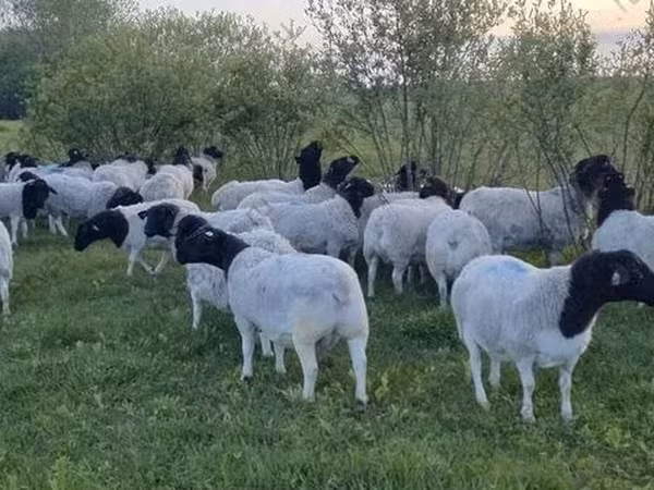 Schaf, Dorper sheep