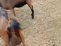 Ziege, Saanen goat — Foto 8