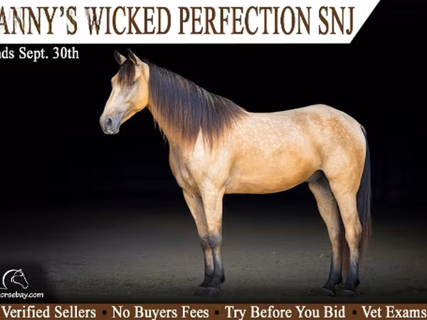 At, Missouri foxtrotter