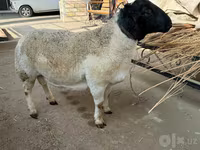 公羊, Dorper sheep — 照片 4