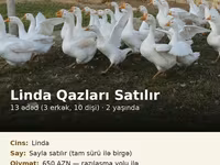 Linda — foto 1
