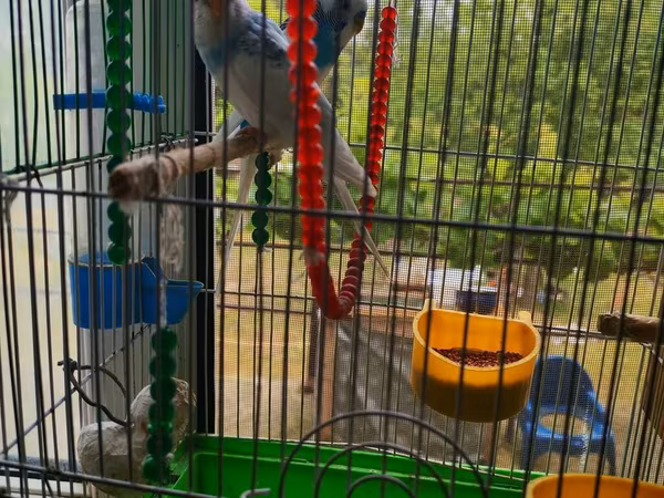 Salam mehebet qoslari 2 il qosudu sutdu bir erkek bir dişi dişi