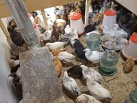 Chickens — الصورة 5