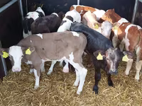 Bulle, Simmental cattle — Foto 1