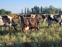 Kuh, Holstein-Rasse — Foto 1