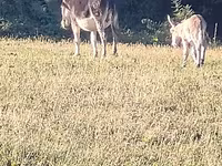 Caballos (lote, sexo no especificado), Caballos — foto 2