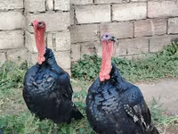 Turkeys — 1-сурет