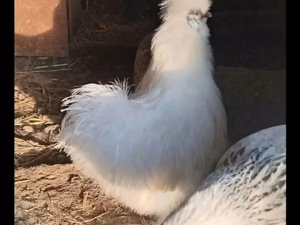 Силки