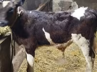 公牛, Simmental cattle — 照片 3