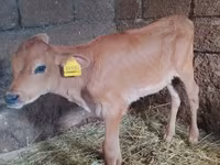 Kuh, Holstein-Rasse — Foto 4