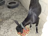 Dişi keçi, Alpine goat — foto 1