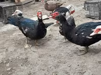 Ducks — foto 3
