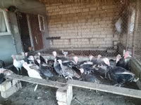 Turkeys — 4-rasm
