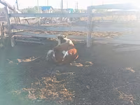 母牛, Cattle — 照片 3