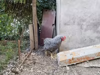 Chickens — 4-сурет
