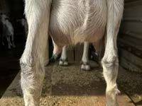 बकरी, Alpine goat — फ़ोटो 3