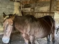 Yegua, Caballos — foto 1