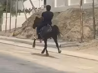 公马, Karabakh horse — 照片 3