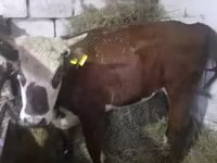 بقرة, Simmental cattle — الصورة 2