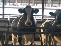 Cow, Russian Black pied cattle — photo 1