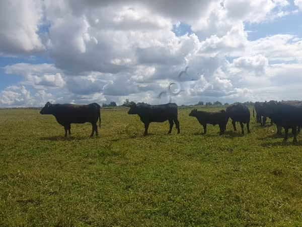 Aberdeen-Angus