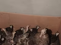 Turkeys — الصورة 4