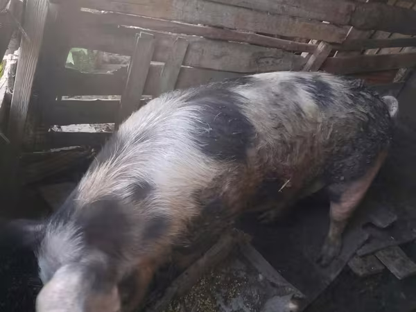 Eber, Schweine