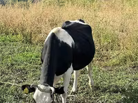 Kuh, Russian Black pied cattle — Foto 2