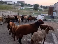 Ram, Sheep — photo 3