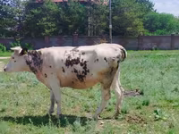 بقرة, Simmental cattle — الصورة 2