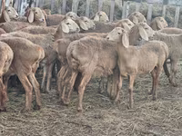 كبش, Arashan sheep — الصورة 7