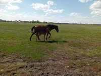 Кобила, Kinsky horse — фото 5