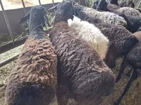 Ram, Sheep — photo 1