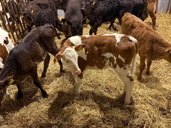بقرة, Simmental cattle