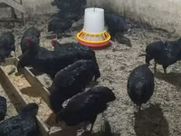 Chickens — الصورة 3