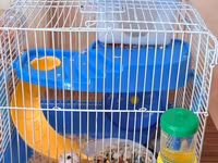 Hamster üçün tam dəst qəfəs Ağ və boz rəngli sevimli xamyaklardır — الصورة 4