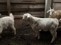 Cabro, Cabras — foto 3