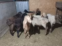 母羊, Sheep — 照片 3