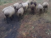 Oveja, Ovejas — foto 2