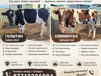 母牛, Latvian Blue cattle — 照片 1
