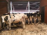 Kuh, Holstein-Rasse — Foto 4