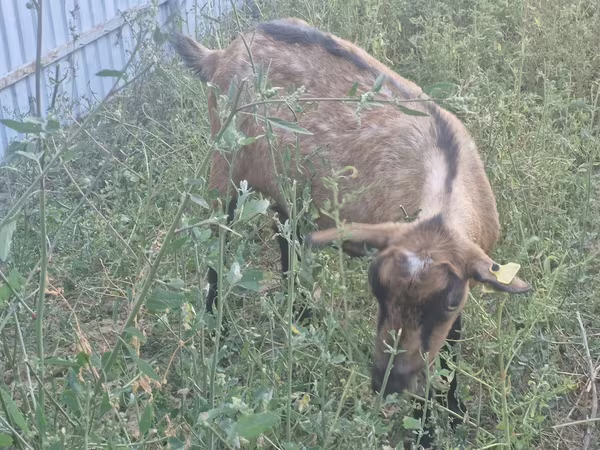 Ziege, Alpine goat
