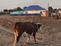 Kuh, Latvian Blue cattle — Foto 4